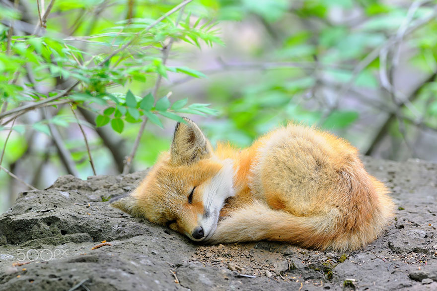 baby fox resting